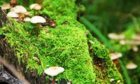 世界拳击职业联赛选手培训标准化推进，世界拳击理事会