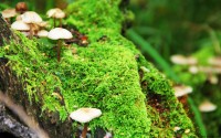世界拳击职业联赛选手培训标准化推进，世界拳击理事会