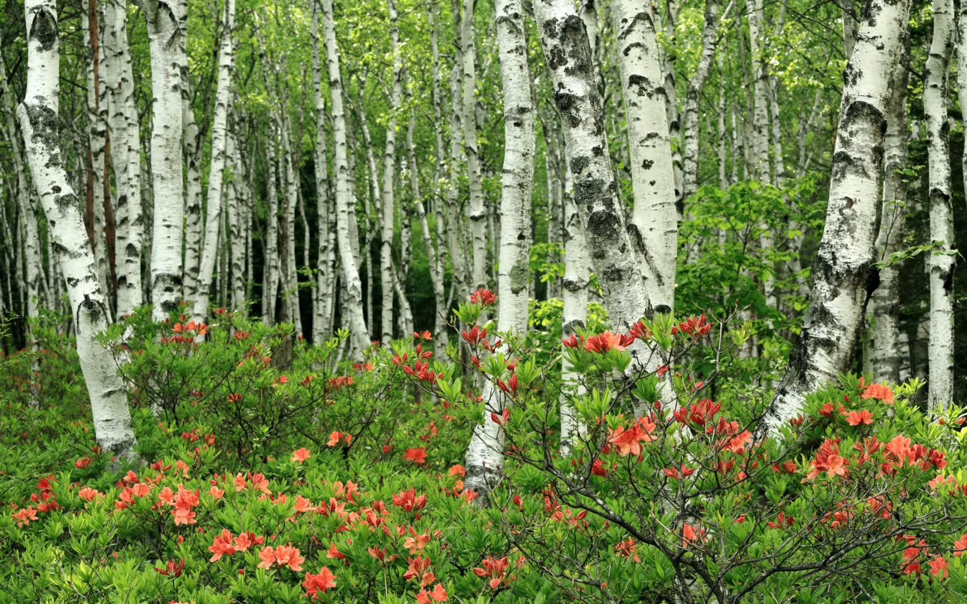 世界登山青年导师长期观察数据库新增纵向数据集